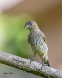 5F1A0797_House_Finch_fledgling_.jpg