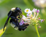 5F1A0882_Bombus_pensylvanicus_.jpg