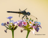5F1A1087_Blue_Dasher_.jpg