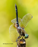 5F1A1227_Blue_Dasher_.jpg
