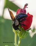 5F1A1240_Carpenter_Bee_.jpg