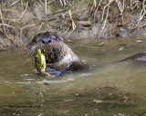 5F1A1876_River_Otter_w_Bullfrog_.jpg