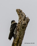 5F1A2013 Tree Swallow juv .jpg