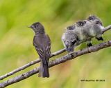 5F1A2108_Western_WoodPewee_.jpg