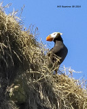 5F1A2343_Tufted_Puffen_.jpg