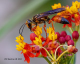 5F1A3279_Great_Golden_Digger_Wasp_Sphex_ichneumoneus_.jpg