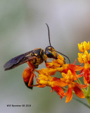 5F1A3289_Great_Golden_Digger_Wasp_Sphex_ichneumoneus_.jpg