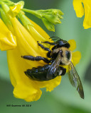 5F1A3330_Eastern_Carpenter_Bee_.jpg