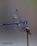 5F1A3337_Blue_Dasher_f_.jpg