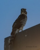 5F1A3366_Coopers_Hawk_.jpg
