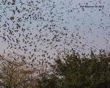 5F1A3382_Purple_Martins_.jpg