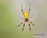5F1A3579_Golden_Silk_Orbweaver_Nephila_clavipes_.jpg