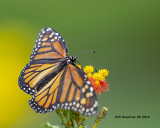 5F1A3690_Monarch_.jpg