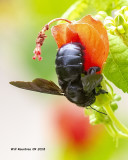 5F1A3541_Southern_Carpenter_Bee_.jpg