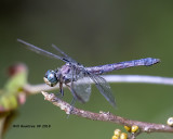 5F1A3570_Great_Blue_Skimmer_Libellula_vibrans.jpg
