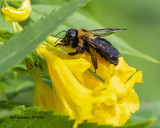 5F1A3727_Eastern_Carpenter_Bee_.jpg