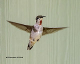 5F1A3754_Rubythroat_Hummingbird_.jpg