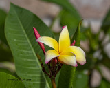 5F1A3831_Plumeria_.jpg