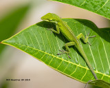 5F1A3833_Green_Anole_.jpg