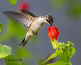 5F1A3848_Rubythroat_Hummingbird_.jpg
