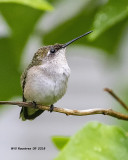 5F1A3915_Rubythroat_Hummingbird_.jpg