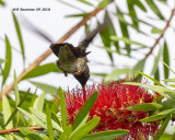 5F1A4101_Rubythroat_Hummingbird_.jpg