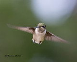 5F1A4165_Rubythroat_Hummingbird_.jpg