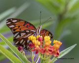 5F1A4362_Gulf_Fritillary_.jpg