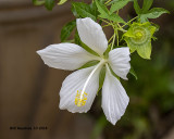 5F1A4388_Texas_Hibiscus_.jpg