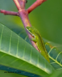 5F1A4429_Green_Anole_.jpg