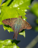 5F1A4495_LongTailed_Skipper_.jpg