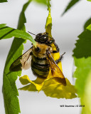 5F1A4539_Eastern_Carpenter_Bee_.jpg