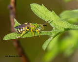 5F1A4737_green_bee_.jpg