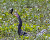 5F1A4832_Anhinga_.jpg
