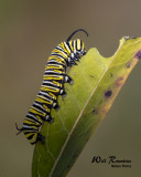 5F1A5252_Monarch_Cat_.jpg