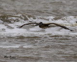 5F1A5498_Brown_Pelican_.jpg
