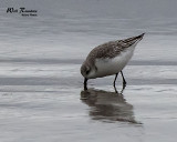 5F1A5341_Sanderling_.jpg