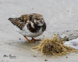 5F1A5417_Ruddy_Turnstone_.jpg
