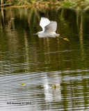 5F1A5845_Snowy_Egret_.jpg