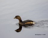 5F1A5860_Piedbilled_Grebe_.jpg