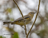 5F1A5919_Yelloerump_Warbler_.jpg
