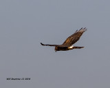5F1A6125_Northern_Harrier_.jpg