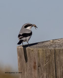 5F1A6159_Loggerhead_Shrike_.jpg