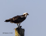 5F1A6171_Osprey_.jpg