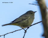 5F1A6294_Orangecrowned_Warbler_.jpg