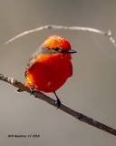 5F1A6304_Vermillion_Flycatcher_.jpg