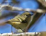 5F1A6388_Rubycrowned_Kinglet_.jpg