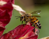 5F1A6468_Honey_Bee_.jpg