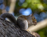 5F1A6492_Gray_Squirrel_.jpg