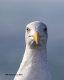 5F1A6955_Western_Gull_.jpg